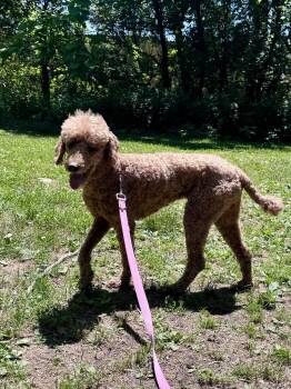 Mia -  Poodle Dog for Adoption in Brick Township, New Jersey - Mia | PetCurious