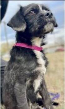 Terrier Dogs Available for Adoption - Hendrix | PetCurious