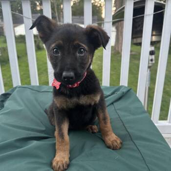 Forest -  Shepherd and Mixed Breed Dog for Adoption in Ferndale, Michigan - Forest | PetCurious