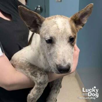 Australian Cattle Dog Blue Heeler Dogs Available for Adoption - Charlie | PetCurious