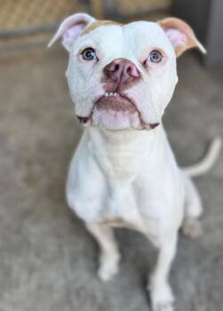 Boxer Dogs Available for Adoption - Waldo | PetCurious