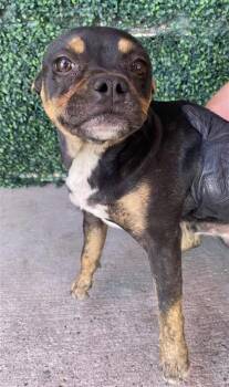 Boston Terrier and Mixed Breed Dogs Available for Adoption in El Paso, Texas - 60943273 | PetCurious