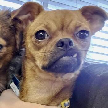 Pug and Chihuahua Dogs Available for Adoption - Rugrat | PetCurious