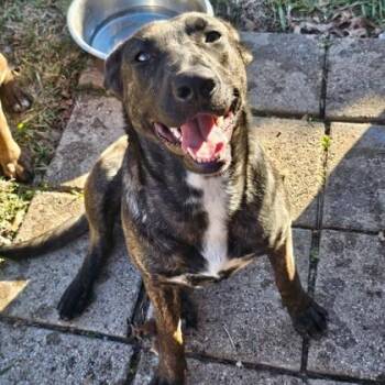 Mixed Breed Dogs Available for Adoption - Nya | PetCurious