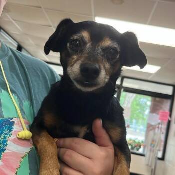 Doggy Smalls -  Mixed Breed Dog for Adoption in Gadsden, Alabama - Doggy Smalls | PetCurious