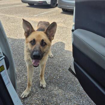 Chris cross -  Shepherd and Mixed Breed Dog for Adoption in Montgomery, Alabama - Chris Cross | PetCurious
