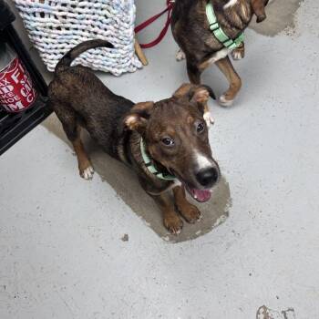 Kruger -  Coonhound and Mixed Breed Dog for Adoption in Uniontown, Pennsylvania - Kruger | PetCurious