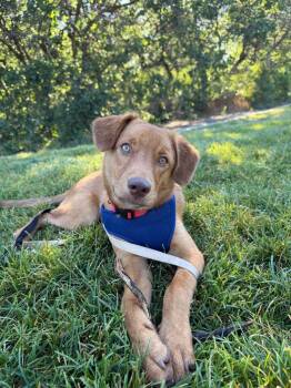 Boone -  Retriever Dog for Adoption in Millcreek, Utah - Boone | PetCurious
