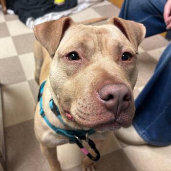 Banana -  Mixed Breed Dog for Adoption in Fairport, New York - Banana | PetCurious