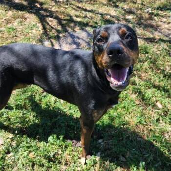 Espresso -  Terrier and Mixed Breed Dog for Adoption in Corpus Christi, Texas - Espresso | PetCurious
