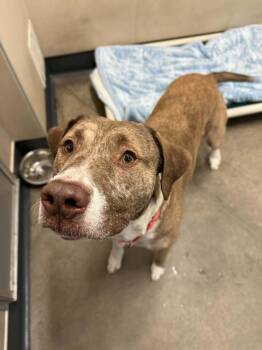 Pit Bull Terrier and Boxer Dogs Available for Adoption - Dexter | PetCurious