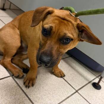 Doug -  Mixed Breed Dog Available for Adoption in Charleston, West Virginia - Doug | PetCurious