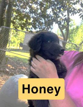 Retriever and Great Pyrenees Dogs Available for Adoption in Warwick, Rhode Island - Honey EB In MS | PetCurious