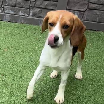 Riley -  Beagle Dog for Adoption in Sunrise, Florida - Riley | PetCurious