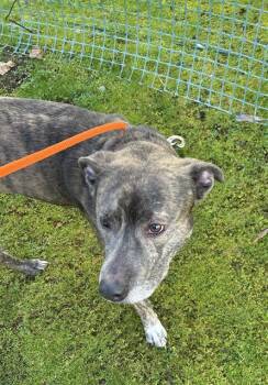 NILE -  Pit Bull Terrier and Mixed Breed Dog for Adoption in Kent, Washington - NILE | PetCurious