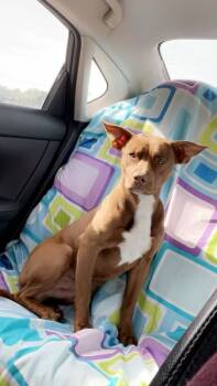 Rescue Pit Bull Terrier Dogs for Adoption in Troy, Alabama - Cody | PetCurious