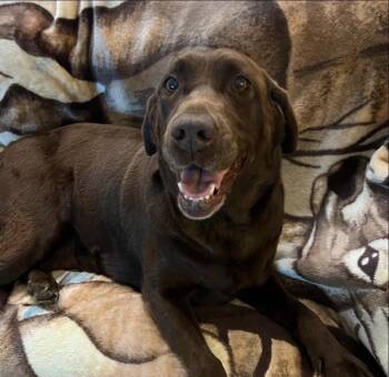 26Rose -  Chocolate Labrador Retriever Dog for Adoption in Shingle Springs, California - 26Rose | PetCurious