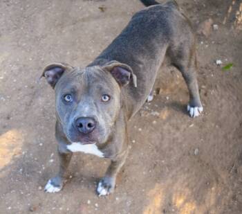 Rescue Pit Bull Terrier Dogs for Adoption in Mobile, Alabama - Lady Glitter Sparkles | PetCurious