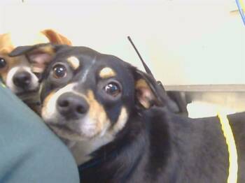 SALLY -  Chihuahua and Rat Terrier Dog for Adoption in Sacramento, California - SALLY | PetCurious