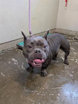 FRANK -  French Bulldog and Mixed Breed Dog for Adoption in Camarillo, California - FRANK | PetCurious