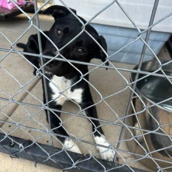 Rescue Black Labrador Retriever and Pit Bull Terrier Dogs for Adoption in Union, Missouri - Chip Skylark K6 | PetCurious