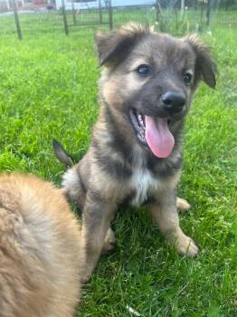 Willie -  German Shepherd Dog Dog Available for Adoption in Salamanca, New York - Willie | PetCurious