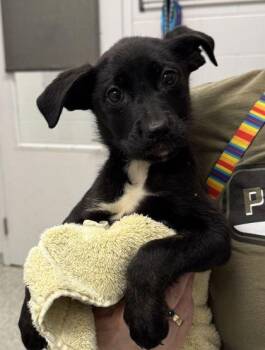 Emma -  Mixed Breed Dog for Adoption in Kansas City, Missouri - Emma | PetCurious
