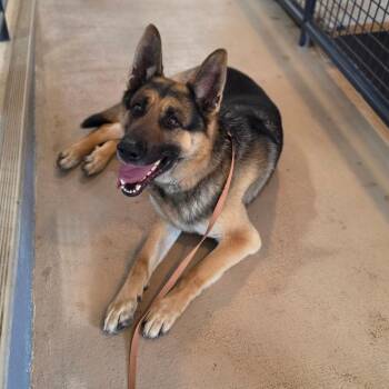 German Shepherd Dog Dogs Available for Adoption - Reed | PetCurious