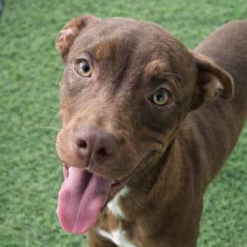 Dachshund Dogs Available for Adoption in Andover, Massachusetts - Abby Fabulous - Local Lady | PetCurious