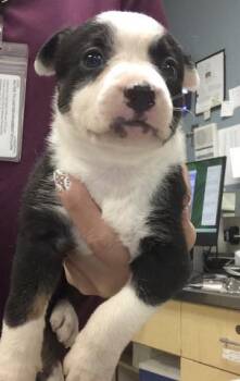 Pit Bull Terrier and Mixed Breed Dogs Available for Adoption in Riverside, California - ELLIE | PetCurious