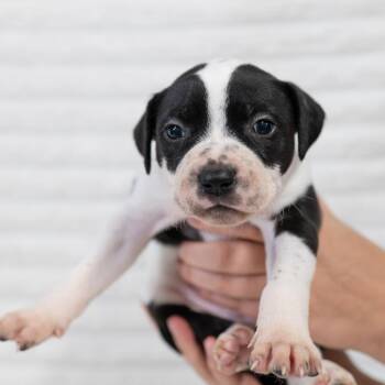 Australian Cattle Dog Blue Heeler and Pit Bull Terrier Dogs Available for Adoption in Fulton, Missouri - Bentley | PetCurious