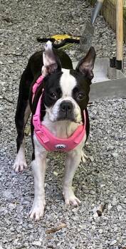 Billie Jo Letts KY 4854 -  Boston Terrier Dog for Adoption in Maryville, Tennessee - Billie Jo Letts KY 4854 | PetCurious