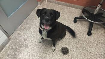 MAGGIE -  Labrador Retriever and Mixed Breed Dog for Adoption in Pueblo, Colorado - MAGGIE | PetCurious