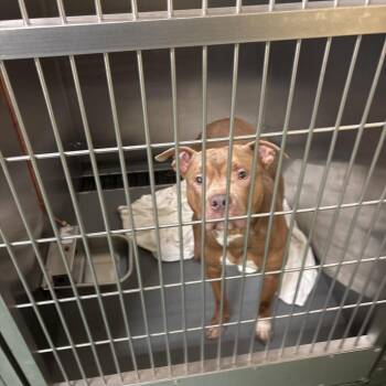 Striker -  Mixed Breed Dog for Adoption in Memphis, Tennessee - Striker | PetCurious