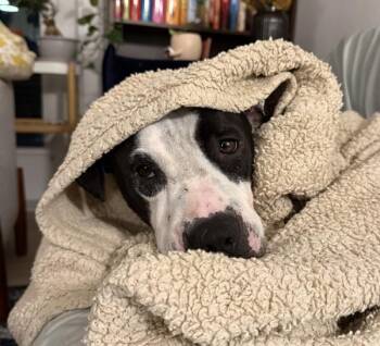 Lady -  Mixed Breed and Pit Bull Terrier Dog for Adoption in Austin, Texas - Lady | PetCurious