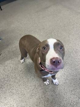 Mixed Breed Dogs Available for Adoption - Katie Mae (26-066 D) | PetCurious