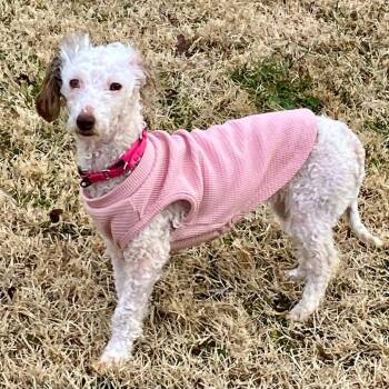Poodle Dogs Available for Adoption in Fredericksburg, Virginia - Debrii | PetCurious