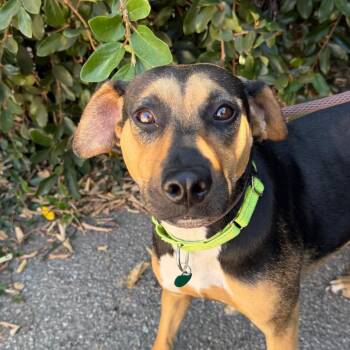 Eleanor Rigby -  Shepherd and Mixed Breed Dog for Adoption in Goleta, California - Eleanor Rigby | PetCurious