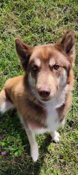 Rescue Siberian Husky Dogs for Adoption in Jacksonville, North Carolina - Luna | PetCurious