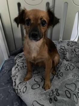 Rescue Chihuahua and Mixed Breed Dogs for Adoption in Ellicott City, Maryland - Marissa | PetCurious