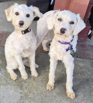 Poodle Dogs Available for Adoption in Los Angeles, California - Elsa And Maria | PetCurious