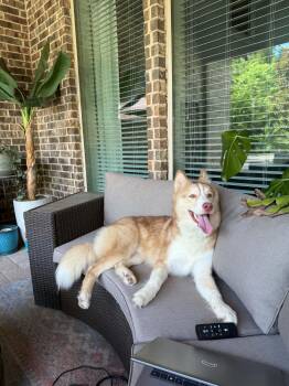 Saber -  Siberian Husky Dog for Adoption in Sumter, South Carolina - Saber | PetCurious