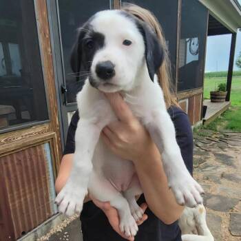 Lottie -  Mixed Breed Dog for Adoption in Buffalo, Minnesota - Lottie | PetCurious