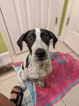 Surf (water themed litter) -  Hound and Pit Bull Terrier Dog for Adoption in Mt. Juliet, Tennessee - Surf (water Themed Litter) | PetCurious