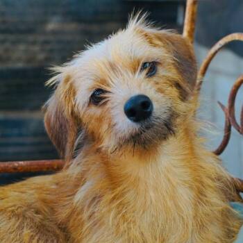 Lilac -  Border Terrier and Mixed Breed Dog for Adoption in San Diego, California - Lilac | PetCurious