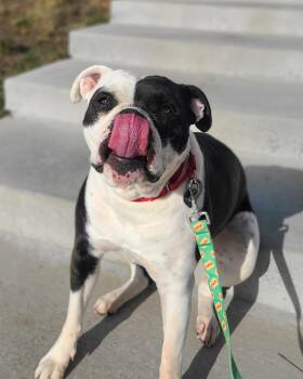 American Bulldog Dogs Available for Adoption in Fruit Heights, Utah - Stella | PetCurious