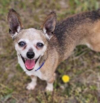 Chihuahua and Mixed Breed Dogs Available for Adoption in West Chester, Pennsylvania - Norman | PetCurious