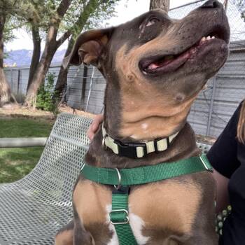 Pit Bull Terrier Dogs Available for Adoption in Murray, Utah - Ladybug | PetCurious