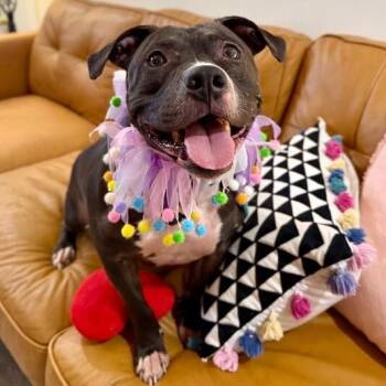 Tilly Willy the Sweetest Little Meatball -  American Bully and American Staffordshire Terrier Dog for Adoption in Friendswood, Texas - Tilly Willy The Sweetest Little Meatball | PetCurious