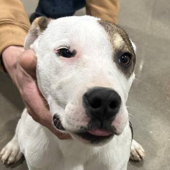 American Staffordshire Terrier Dogs Available for Adoption - Tey | PetCurious